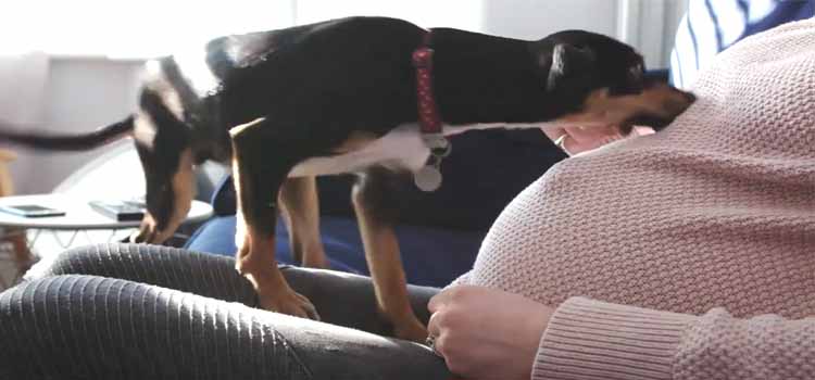 Getting Your Dog Ready for the Baby's Arrival