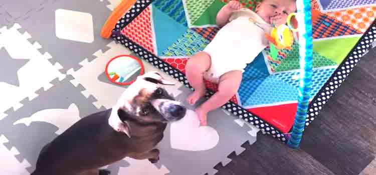 Supervising Interactions Between the Dog and the Baby